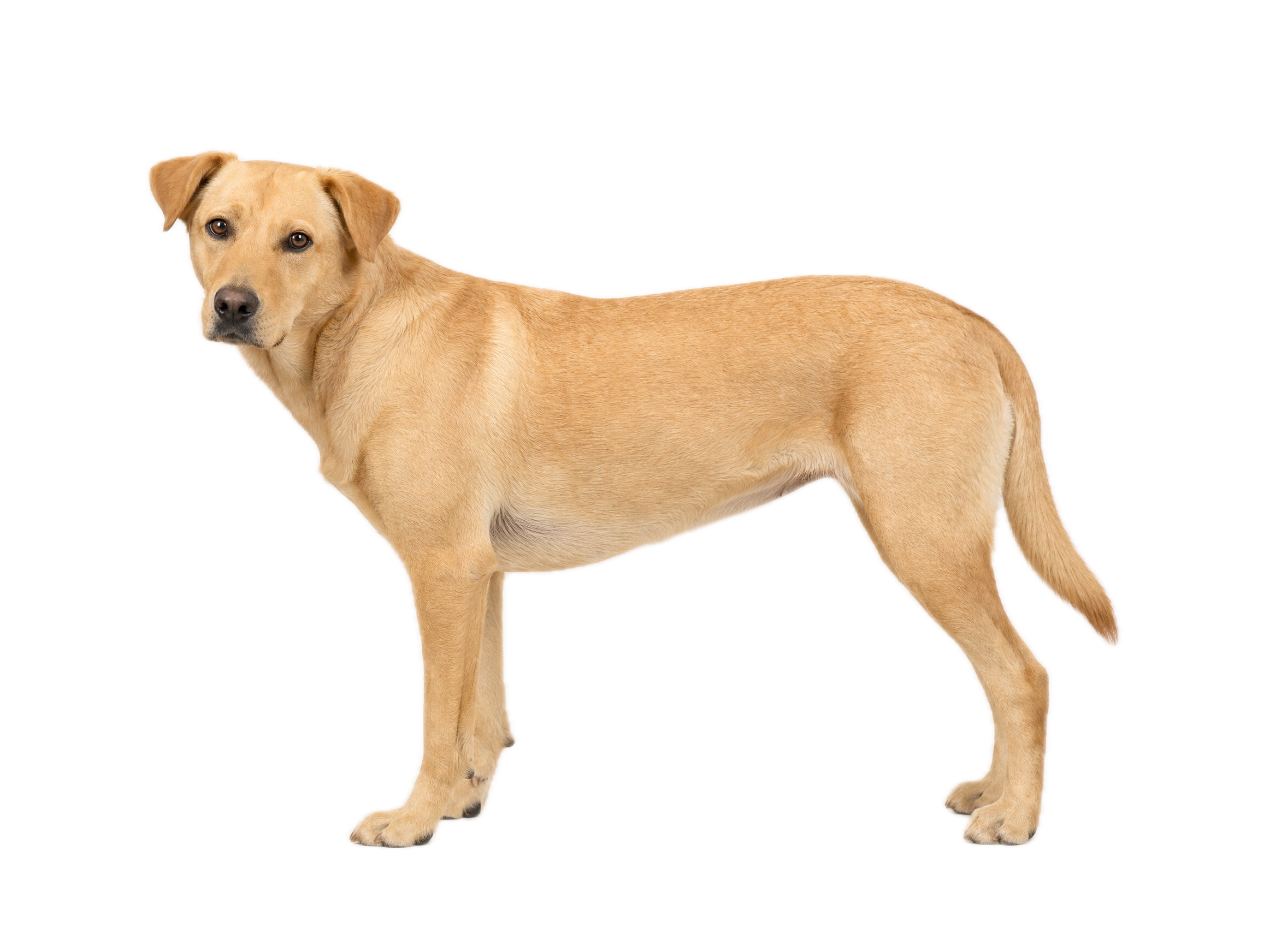Ideal body composition dog, BCS 5 — ribs palpable without excess fat, waist observable from above, abdomen tucked from side