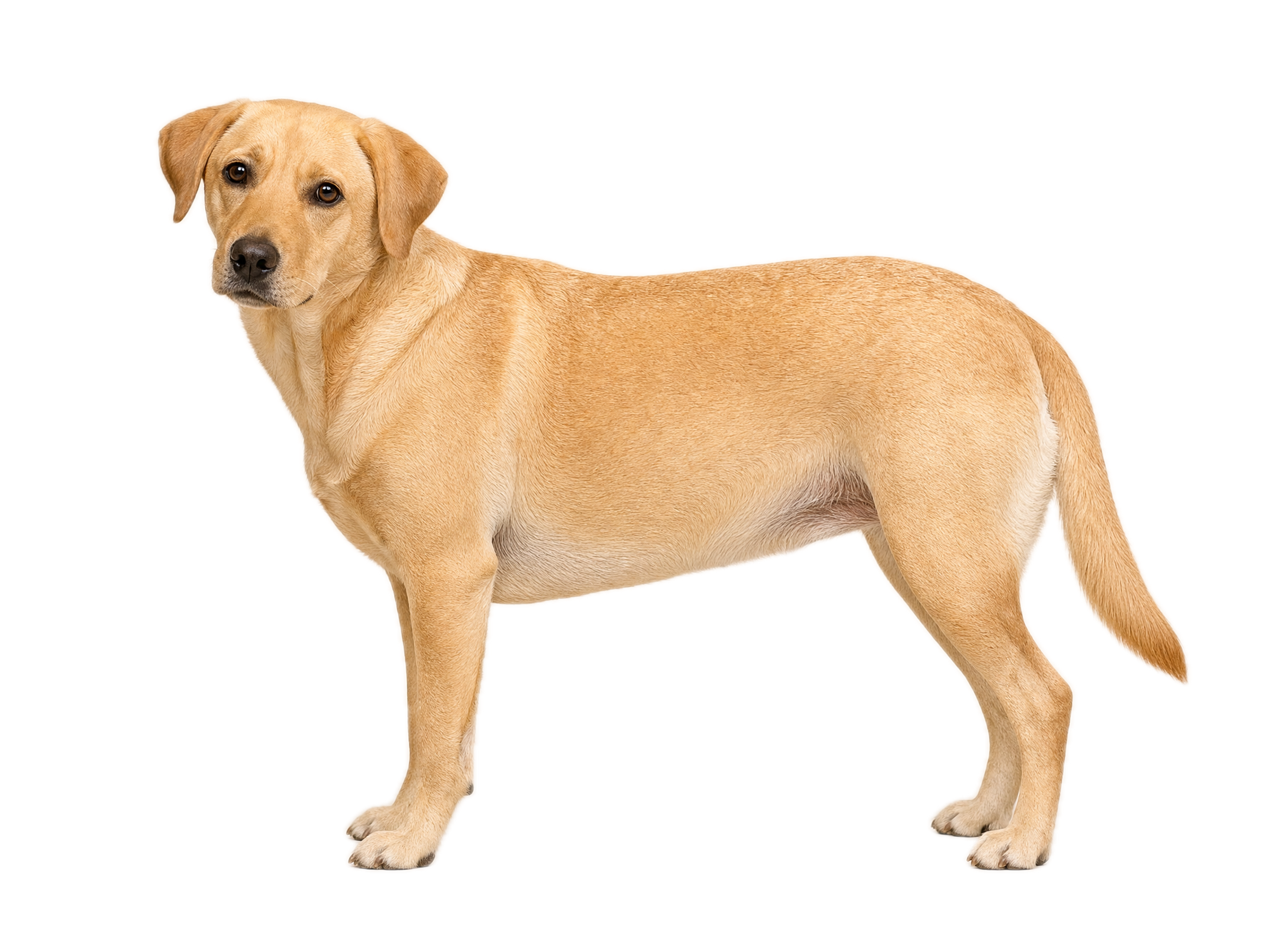 Overweight dog, BCS 7 — ribs hard to palpate due to heavy fat, noticeable lumbar fat deposits, waist barely visible